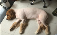 狗狗什么时候剃毛合适？这个时间段别忘了
