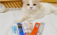 猫咪吃猫条流眼泪原因