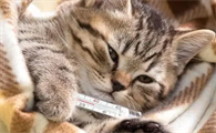 猫咪普通感冒用什么药