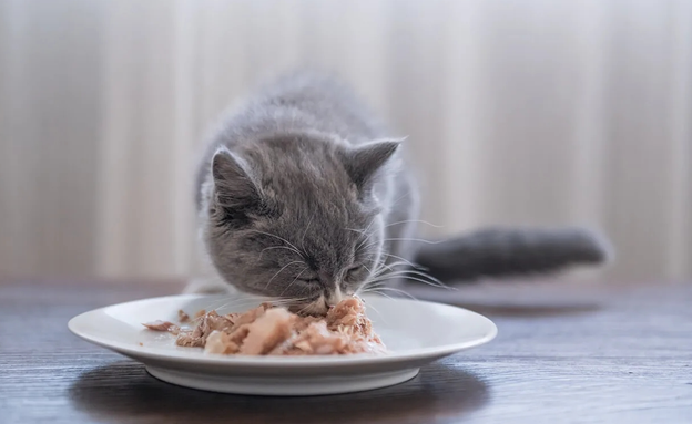幼猫可以吃猫条吗