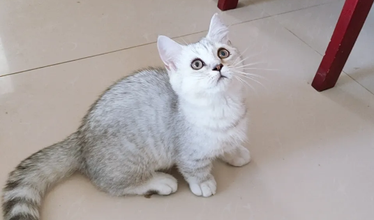 矮脚猫是一个品种吗