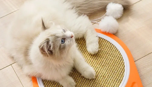 猫抓板应该怎么放