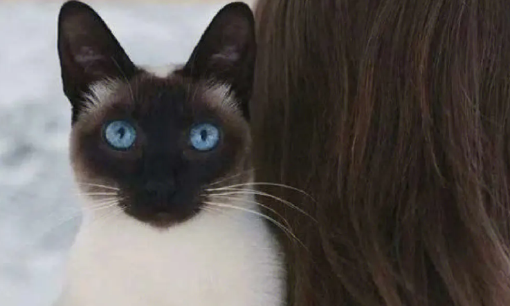 暹罗猫为什么那么贵？有它的宝贵之处！