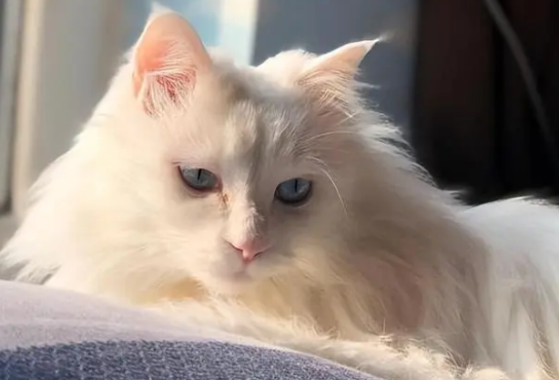 为什么不能养狮子猫 为什么不能养狮子猫