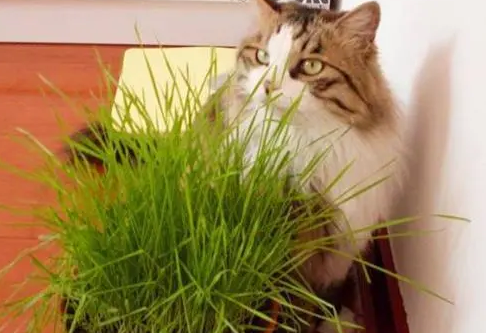 猫草是不是猫薄荷 猫草是不是猫薄荷