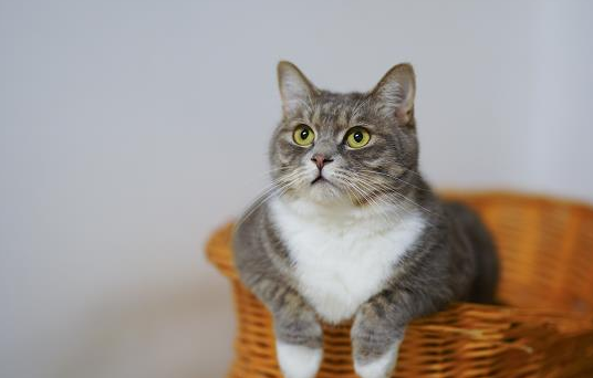 猫为什么喜欢吃老鼠？很多人可能并不知道