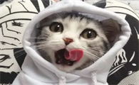 抖音养猫博主有哪些