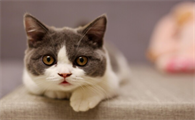 一个月的矮脚猫多少钱