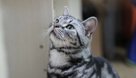 美国短尾猫呕吐怎么办?看这里就能知道! 美国短尾猫呕吐怎么办?看这里就能知道!