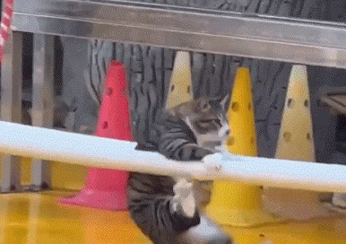 流浪猫凭本事找工作,在动物园表演杂技 流浪猫凭本事找工作,在动物园表演杂技