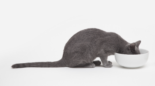 猫吐了一堆软化的猫粮是怎么回事?这里可以了解~ 猫吐了一堆软化的猫粮是怎么回事?这里可以了解~