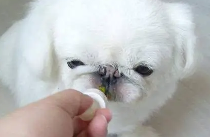 成年狗体内驱虫一个月一次