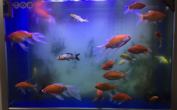 超市鱼缸的水浑浊怎么办怎么变清
