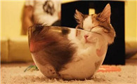 猫咪能像液体一样缩在盒子里原因竟然是这个！