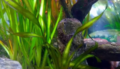 养鱼用哪种水草好