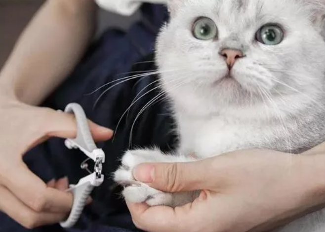 猫指甲剪怎么用视频