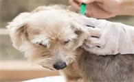 狗狗怀孕能不能体外驱虫
