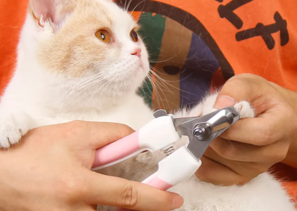 给宠物猫剪指甲怎么剪