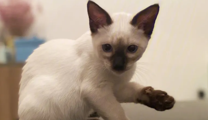 最适合老年人养的猫？家里有老人的可以看看。
