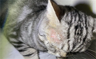 猫怎么会突然得猫癣？这里可以了解~