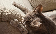 猫抓板什么材质的比较好