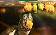 剃刀龟粮什么牌子好
