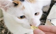 猫咪鱼油排行