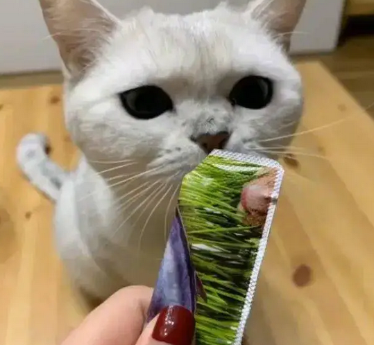 小猫可以吃猫条吗