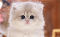猫儿来了披孝布是真的吗