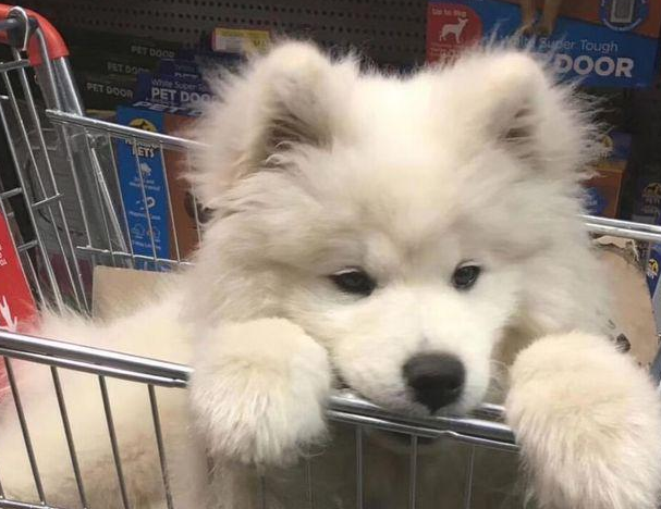 萨摩耶出门浪被拱，生下一窝小奶狗