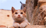 养猫为什么不吉利