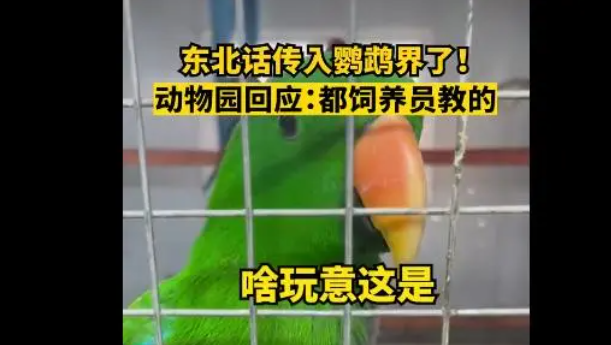 辽宁一动物园鹦鹉满嘴东北味:你嘎哈腻啊? 辽宁一动物园鹦鹉满嘴东北味:你嘎哈腻啊?
