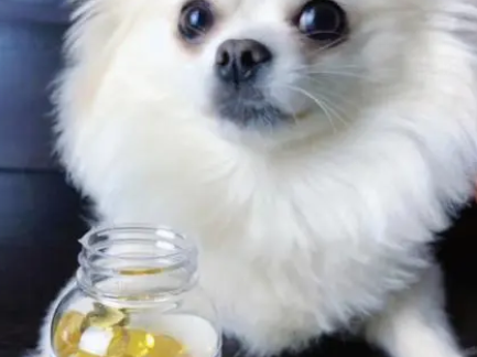 狗鱼油和人鱼油