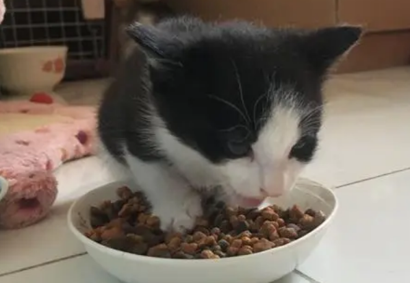 猫条能和猫粮混在一起吗 猫条能和猫粮混在一起吗