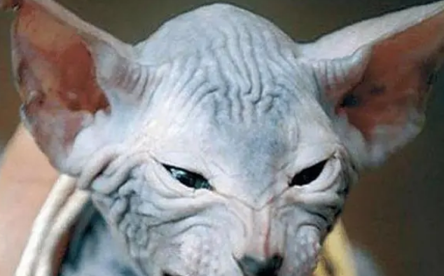 活了4000年的猫 活了4000年的猫