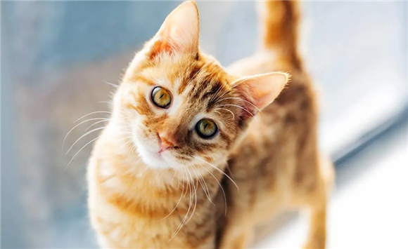 猫5岁相当于人多少岁？你知道吗