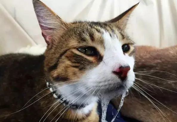 小猫的感冒药有哪些