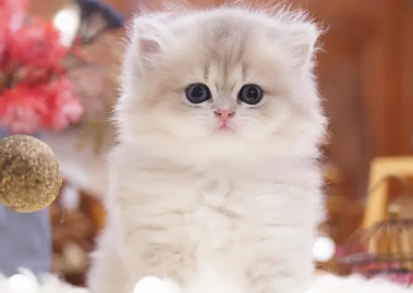 猫中暑了多久能恢复？这里可以了解~