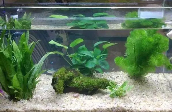 斑马鱼缸里可以养什么水草