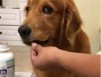 狗狗能吃哪种感冒药