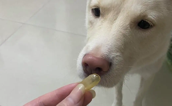 人可以吃宠物鱼油吗