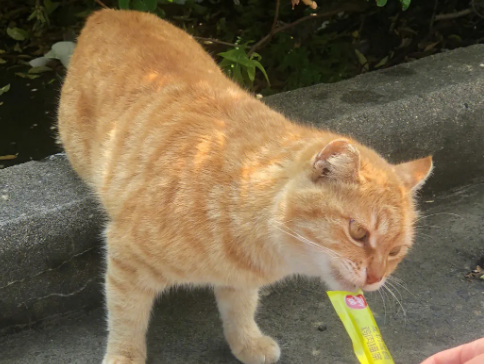 猫咪为什么喜欢猫条