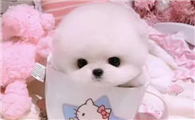 哪里有卖茶杯宠物狗