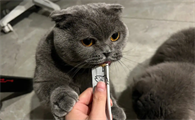 幼猫能吃猫条吗