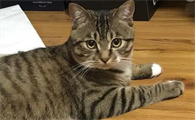 狸花猫为什么爱咬人?来这里看看吧~