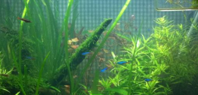 鱼缸生青苔怎么去除