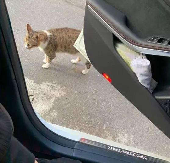 开着车门，没多久居然跑来一只大胆的猫！