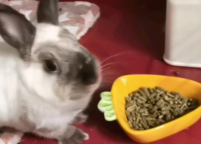 兔粮的制作材料