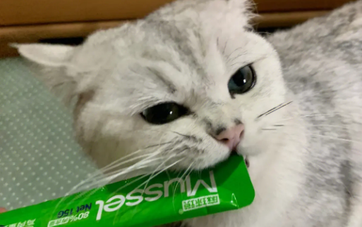 猫拉稀可以吃猫条吗