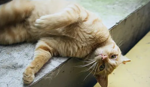 流浪猫为什么会聚在一起?原因其实是? 流浪猫为什么会聚在一起?原因其实是?